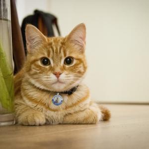 персональный жетон и кпп метки нержавеющей стали смарт - животное ID Tag QR - код сканировать координаты GPS