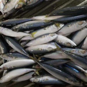 Скумбрия замороженная целый раунд