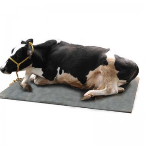 Коровник / конюшня