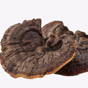 Ganoderma Lucidum