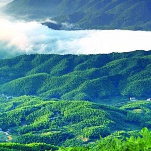 36,25 кг HCQL чай хунань аньхуа черный чай медицинский чай