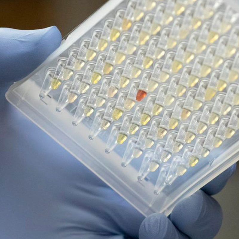 Исследователи, глядя на распространение варианта Oregon Covid-19