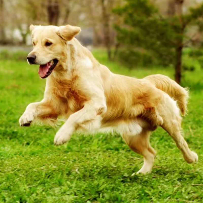 7 Основные команды вашей собаке должны знать