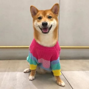 Производитель пользовательский зимний хлопковой вязаные кошки свитер для домашних животных