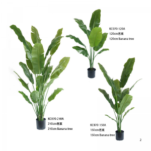 Банановое дерево