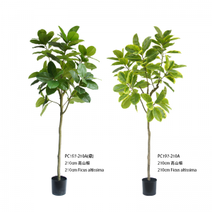 Фикус альтиссима